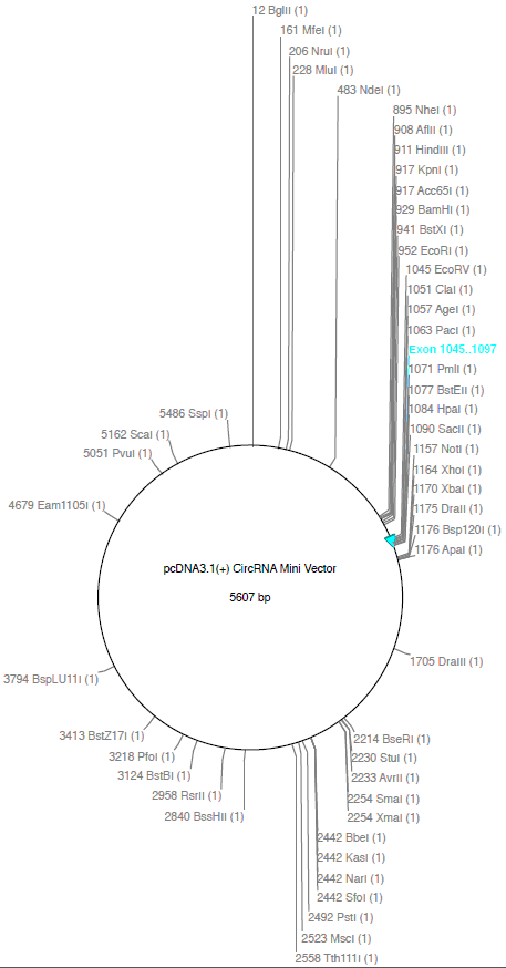 pcDNA3.1(+) CircRNA Mini载体图谱